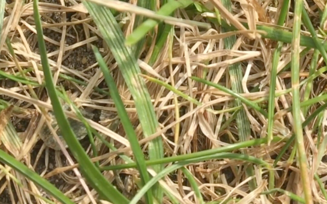 A Four and a Half Minute Manifesto for the Creative Critical